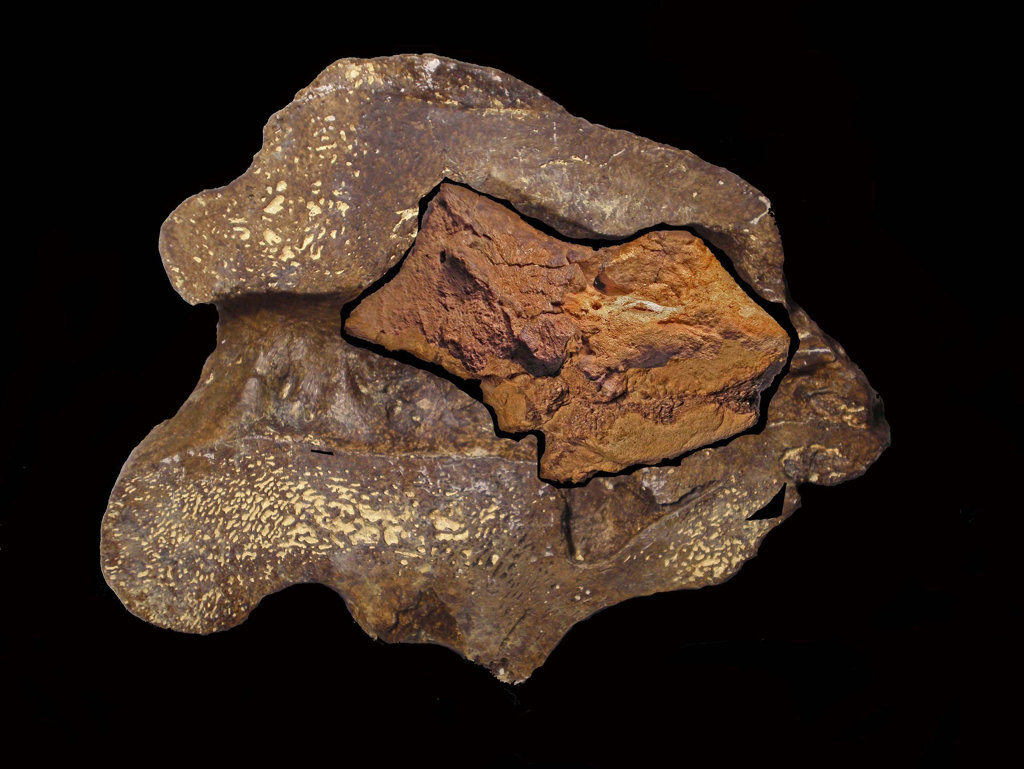 The fossil, most likely from a species closely related to Iguanodon, displays distinct similarities to the brains of modern-day crocodiles and birds. Meninges - the tough tissues surrounding the brain - as well as tiny capillaries and portions of adjacent cortical tissues have been preserved as mineralised The fossil, most likely from a species closely related to Iguanodon, displays distinct similarities to the brains of modern-day crocodiles and birds. Meninges - the tough tissues surrounding the brain - as well as tiny capillaries and portions of adjacent cortical tissues have been preserved as mineralised